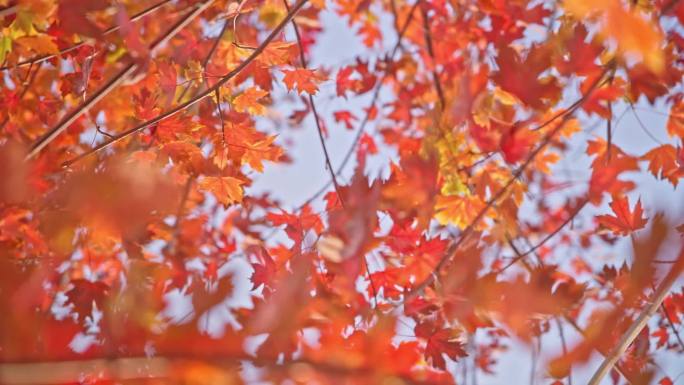 秋天枫叶枫树 秋天风景高速拍摄