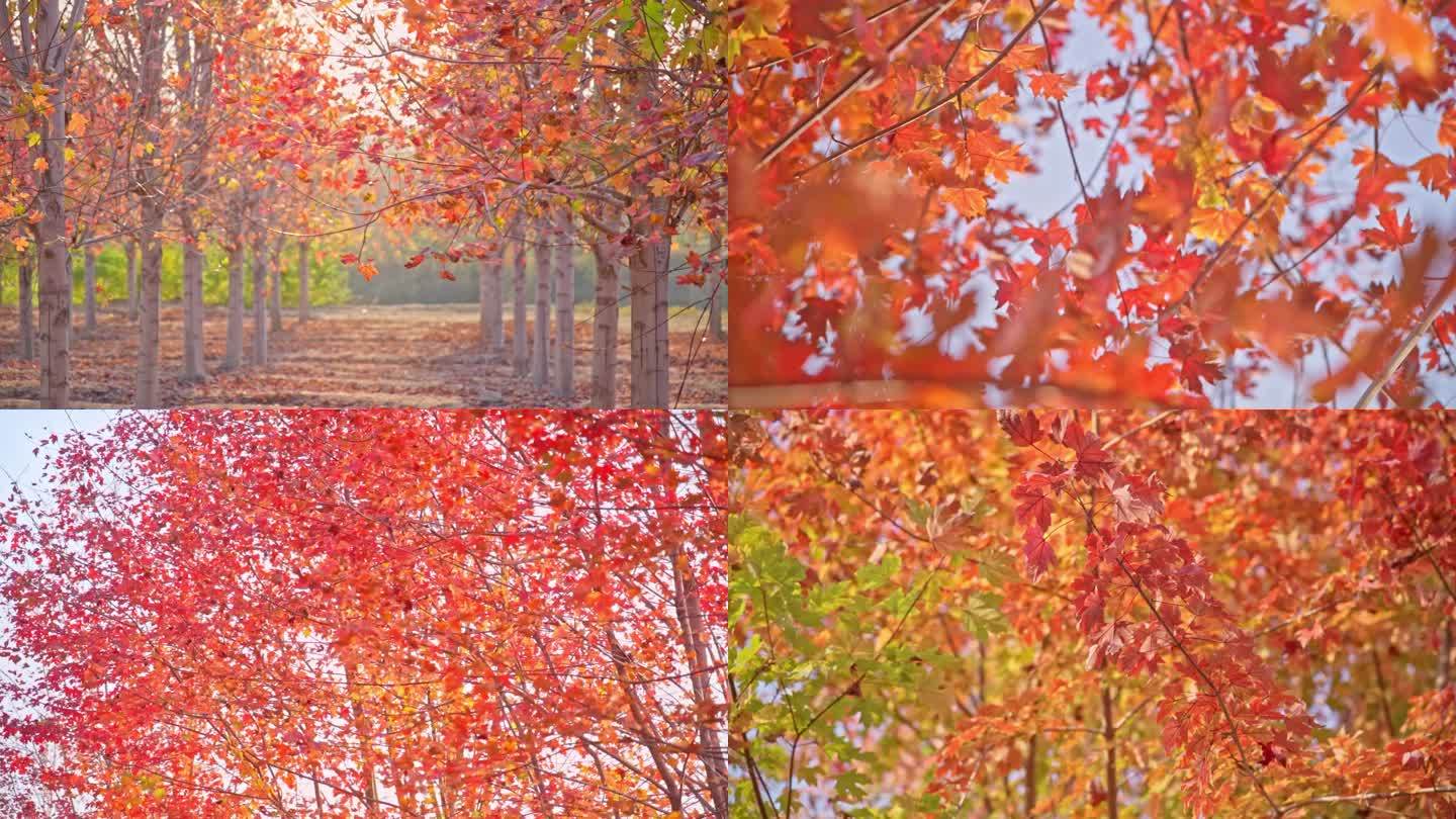 秋天枫叶枫树 秋天风景高速拍摄