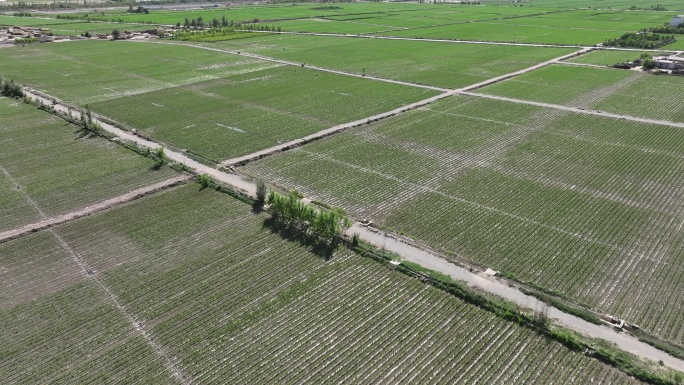 玉米制种基地 甘肃张掖