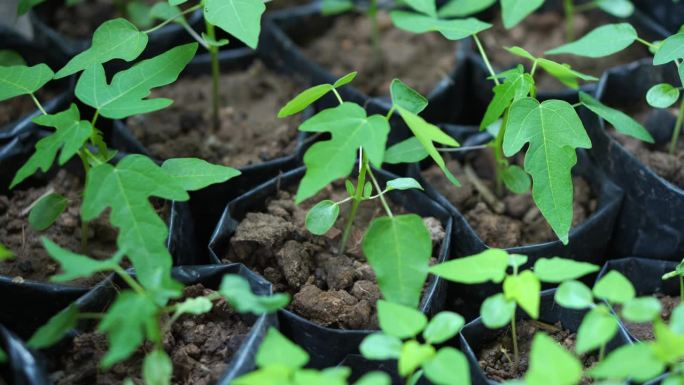 番木瓜幼苗在栽到地里之前先在袋中种植。