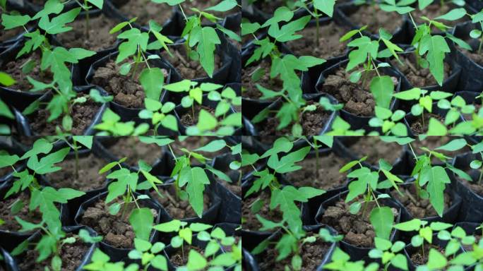 番木瓜幼苗在栽到地里之前先在袋中种植。