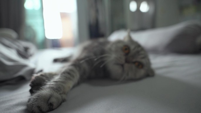 躺在床上的苏格兰折耳猫。