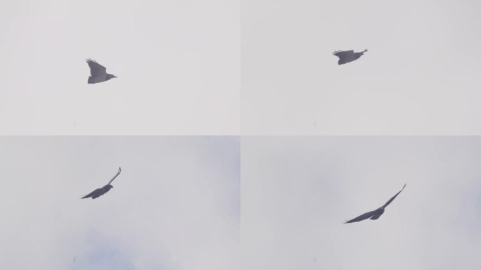 大型黑胸秃鹰漂浮在热气流上，在云和蓝色的天空中盘旋