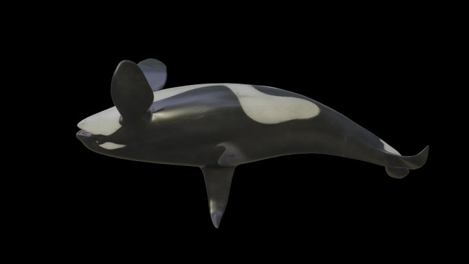 鲸鱼2——4K