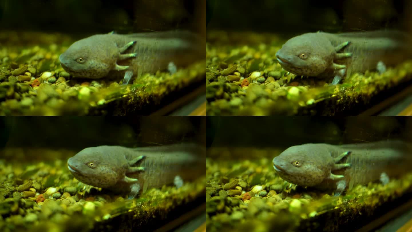 水中的美洲蝾螈