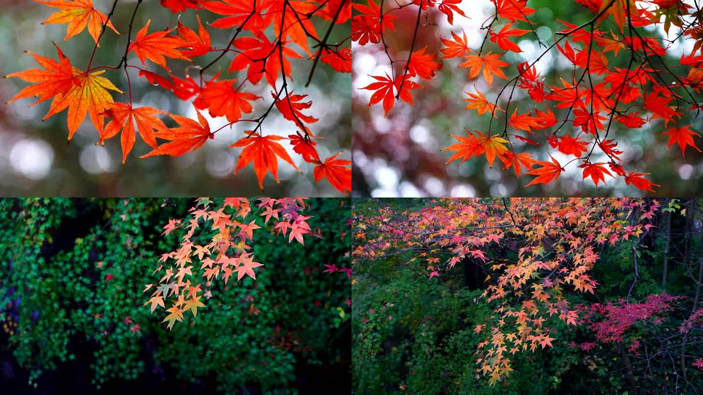 [合集]秋天唯美的枫叶，秋色秋景自然氛围