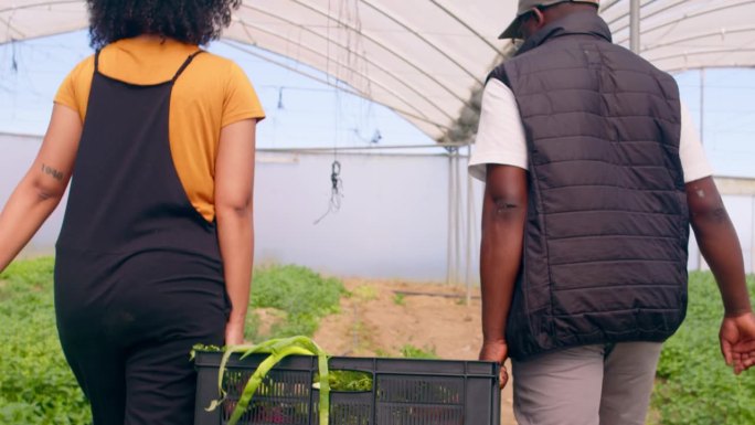 两个农民扛着一箱蔬菜走过温室隧道