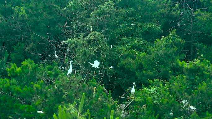 白鹭鸟类生态苍鹭自然环保湿地森林
