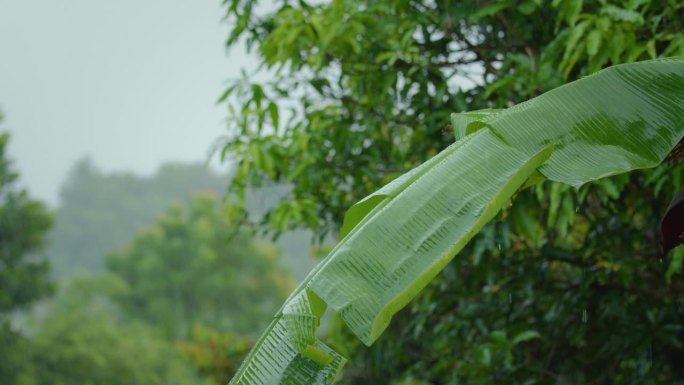 雨点从花园里绿色的芭蕉叶上滴落下来。