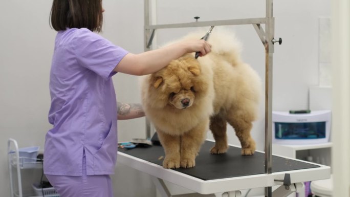 整体宠物美容:经验丰富的美容师使用有机洗发水和环保工具来打扮一只大的姜黄色狗。