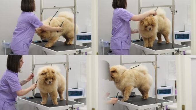 整体宠物美容:经验丰富的美容师使用有机洗发水和环保工具来打扮一只大的姜黄色狗。