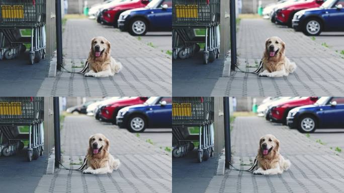 漂亮的金毛猎犬在超市等待主人