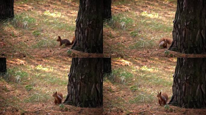 可爱的红松鼠跑过森林寻找食物