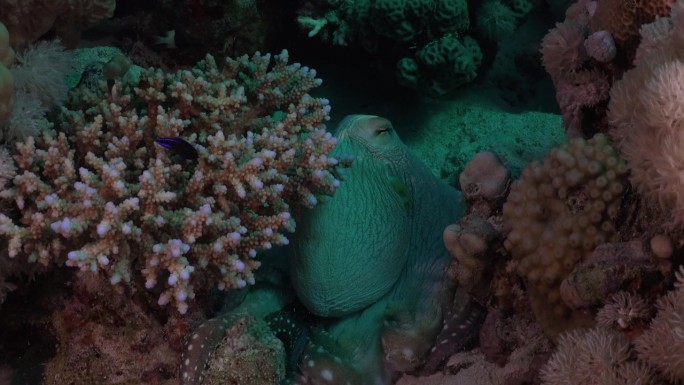 在珊瑚上行走的普通章鱼;红海里变色的珊瑚礁