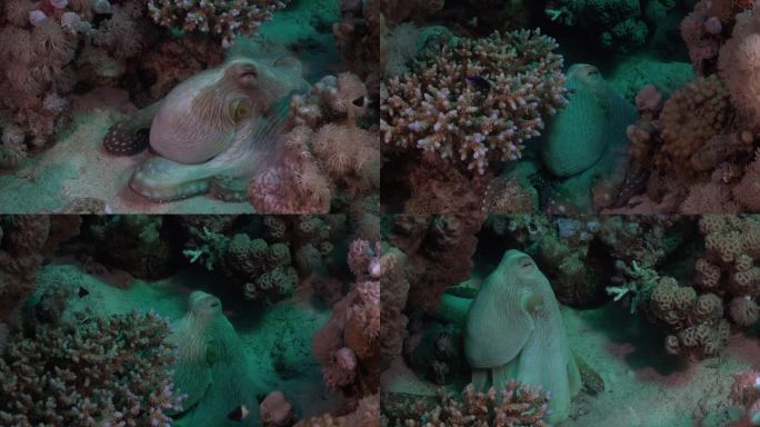 在珊瑚上行走的普通章鱼;红海里变色的珊瑚礁