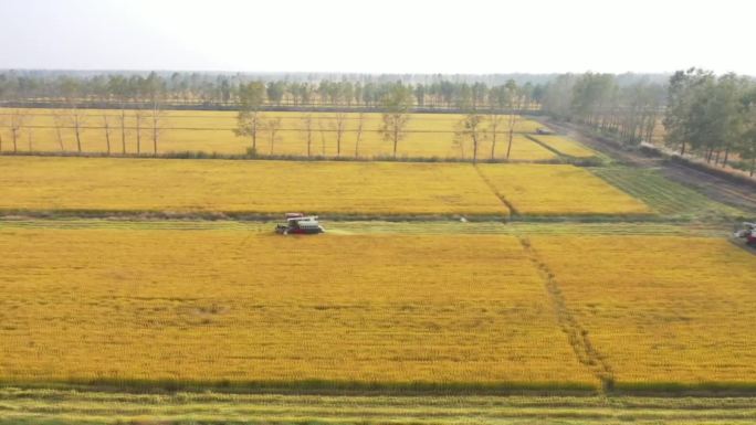 宿迁泗洪：100万亩水稻迎来丰收