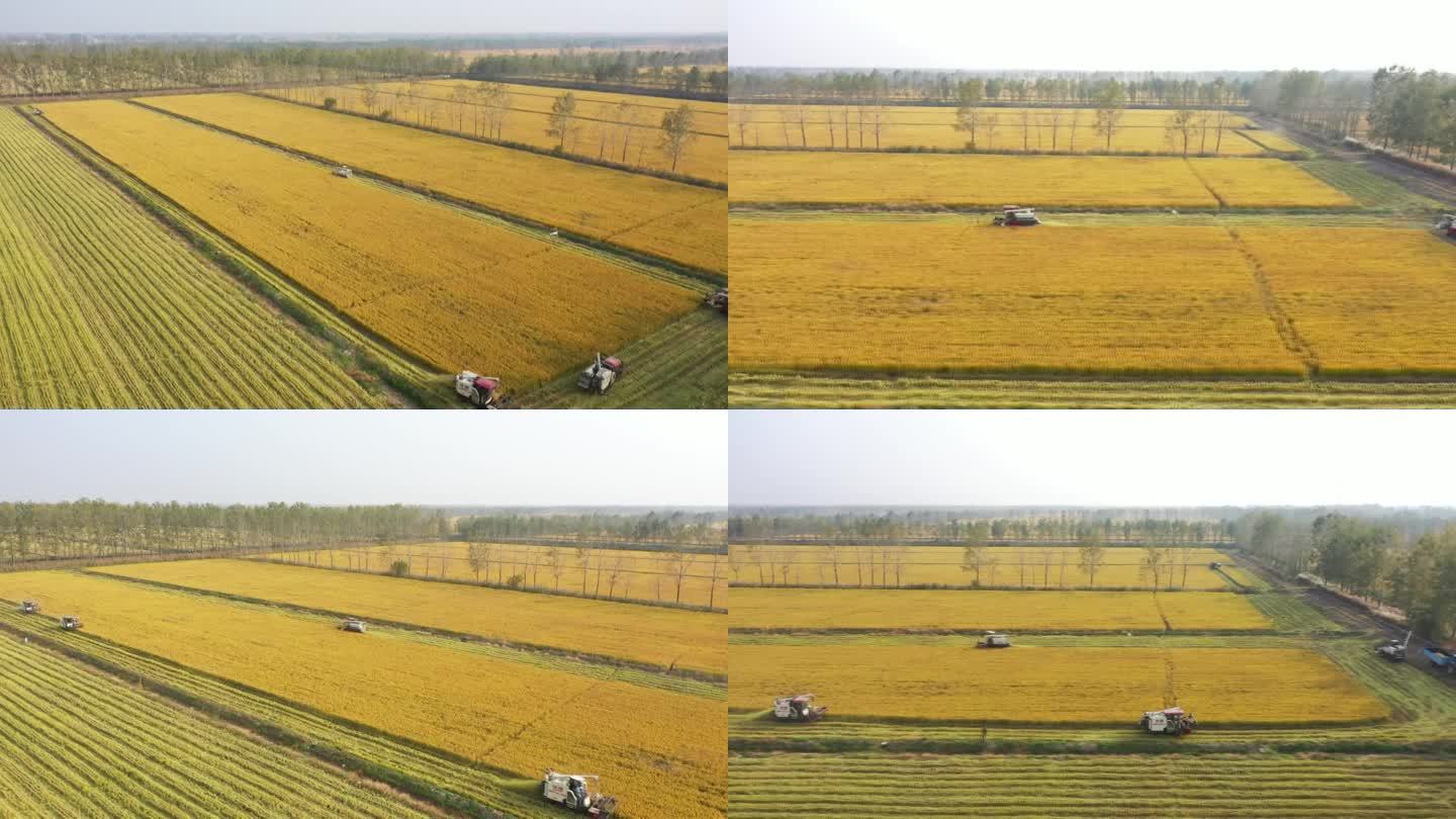 宿迁泗洪：100万亩水稻迎来丰收