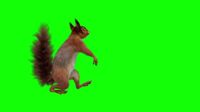 在绿铬上跳舞的红松鼠