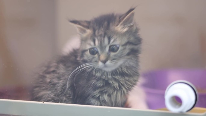 一只无家可归的小猫在兽医院的箱子里。一只可爱的流浪小猫正在接受健康检查。兽医诊所里的一只小猫惊奇地环