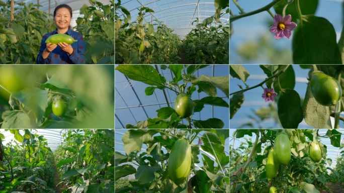 茄子种植农业大棚蔬菜基地集体产业乡村振兴