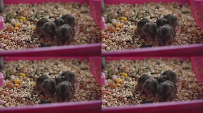 毛茸茸的小保加利亚仓鼠坐在笼子里吃东西