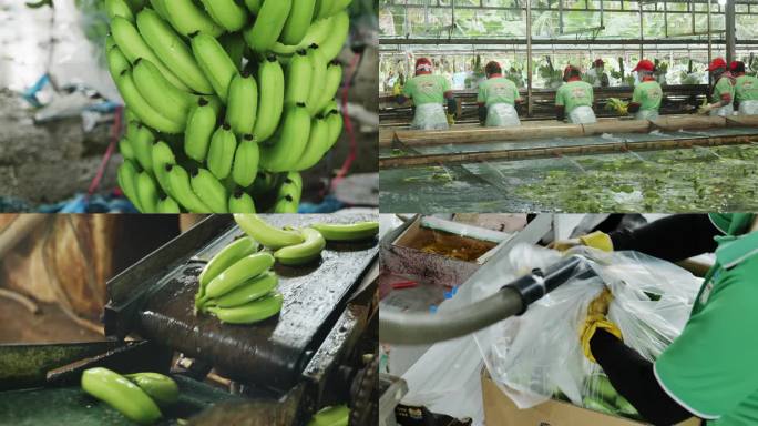 香蕉分选厂加工厂4k