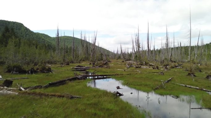 朽木覆盖沼泽景观莫尔兹比岛，航拍，卑诗省，加拿大。