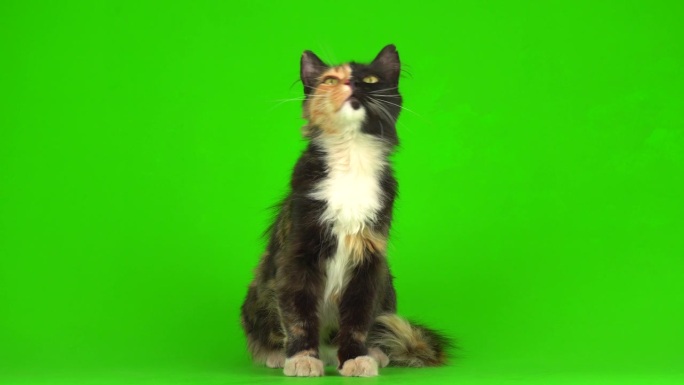 小猫小猫在绿色背景的4K视频屏幕上玩耍。