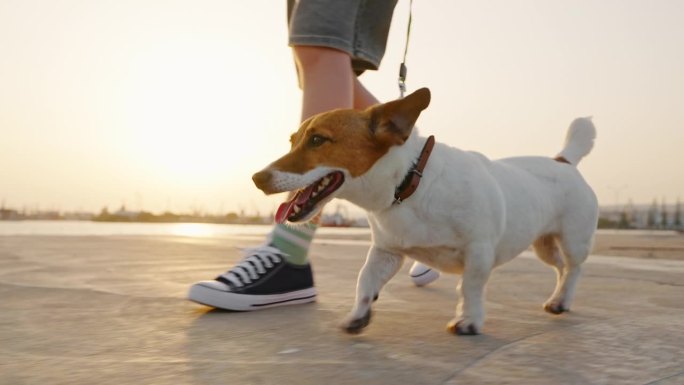 在学校假期和家庭度假的夏日夕阳下，狗狗和十几岁的主人沿着城市海港的码头散步。狗品种杰克罗素梗。的生活