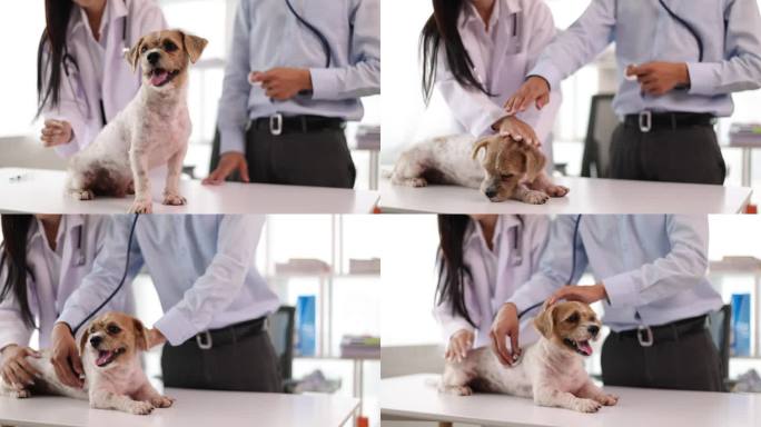 兽医及助理在兽医处负责狗只健康检查。