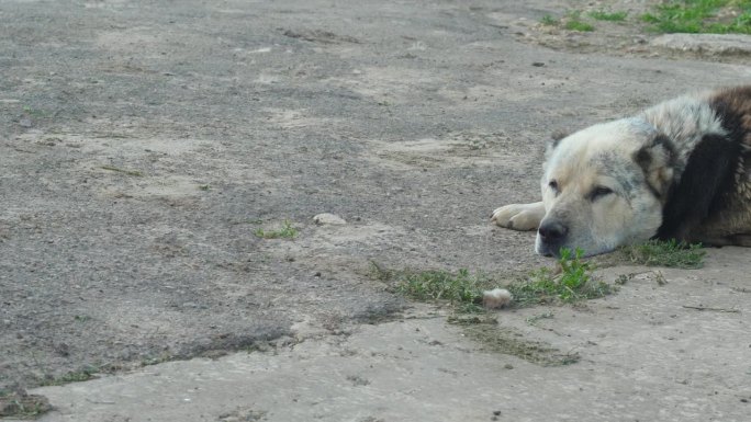 一只老狗躺在路上看着镜头休息。护卫犬的品种。服务犬品种