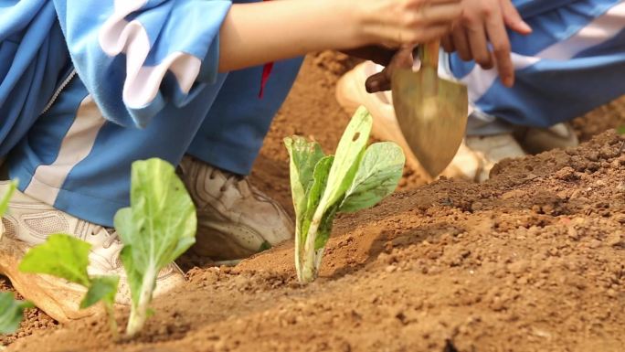 农耕研学栽种菜苗