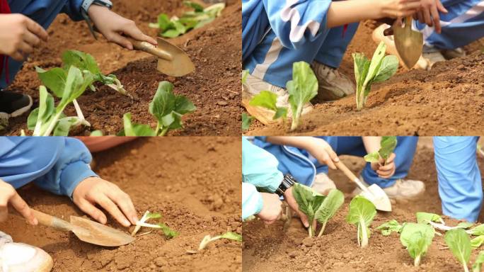 农耕研学栽种菜苗