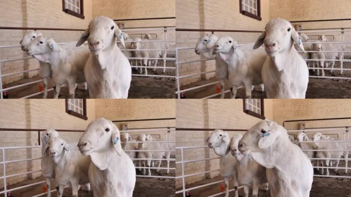 在洛克斯顿RSA公开拍卖会上，可爱、傻乎乎的范鲁伊羊在畜栏里等待