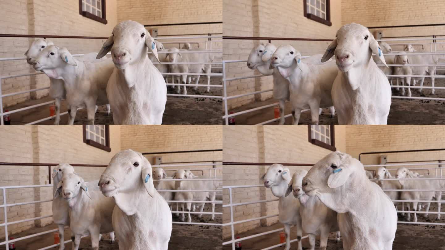 在洛克斯顿RSA公开拍卖会上，可爱、傻乎乎的范鲁伊羊在畜栏里等待
