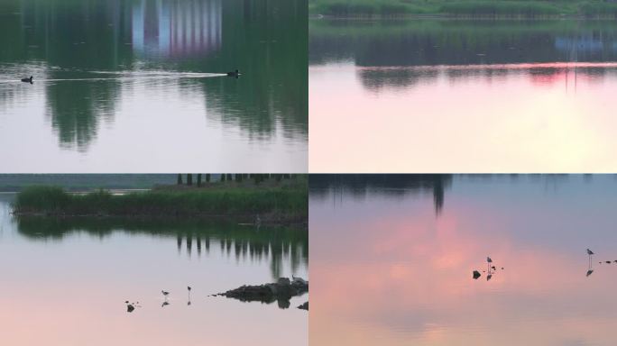 湖面 水面 日落倒影 水鸟 飞鸟 生态