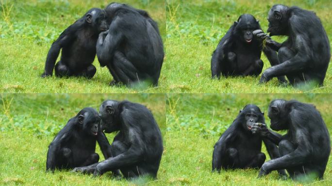 近距离观察倭黑猩猩进食