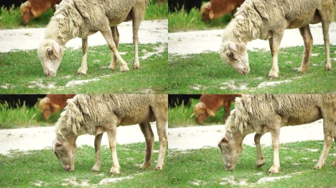 一群羊在一片青翠的夏日田野上吃草。几只黑色、棕色和白色的羊正在草地上吃草。毛茸茸的羔羊一起漫步，它们