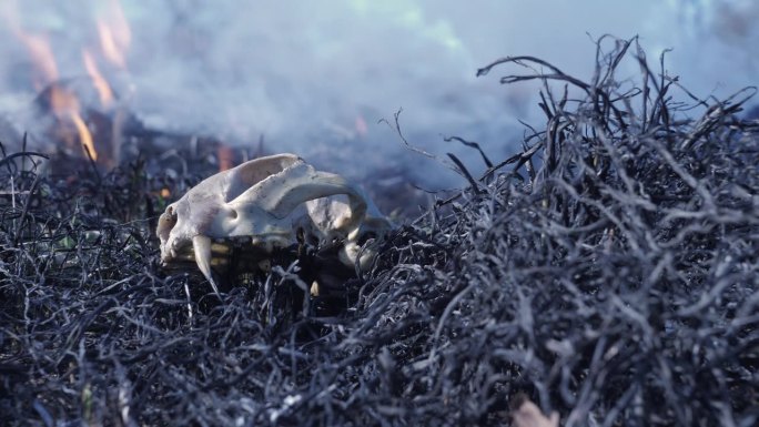 在森林大火中燃烧的动物骨头