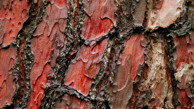 原自然背景为松树的红褐色树皮纹理。雨后湿的松树皮。平底锅。