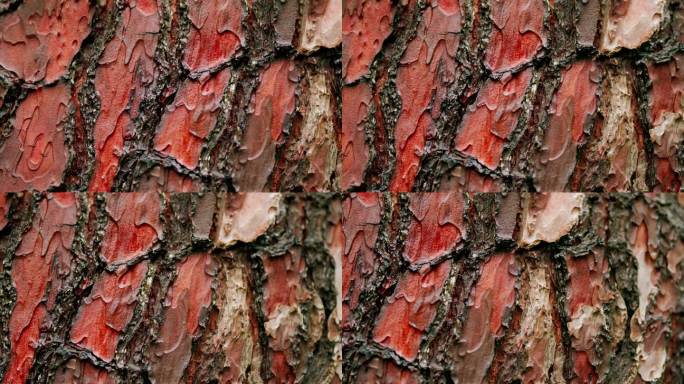 原自然背景为松树的红褐色树皮纹理。雨后湿的松树皮。平底锅。