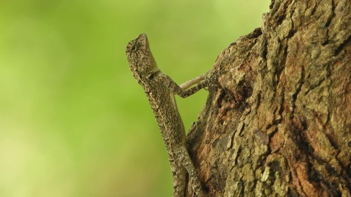 树上的蜥蜴-放松-眼睛。