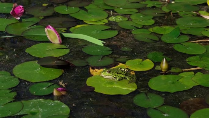 一只绿色的青蛙抓住并吃掉了一只小昆虫