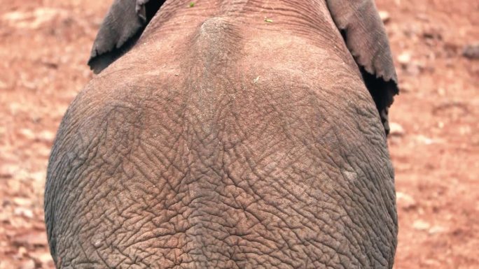肯尼亚阿伯代尔国家公园里大象的背影