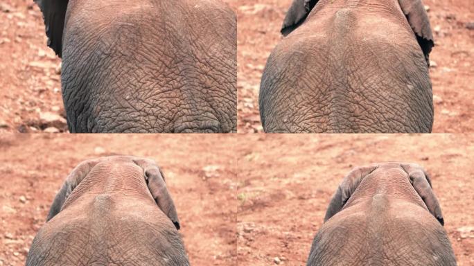 肯尼亚阿伯代尔国家公园里大象的背影