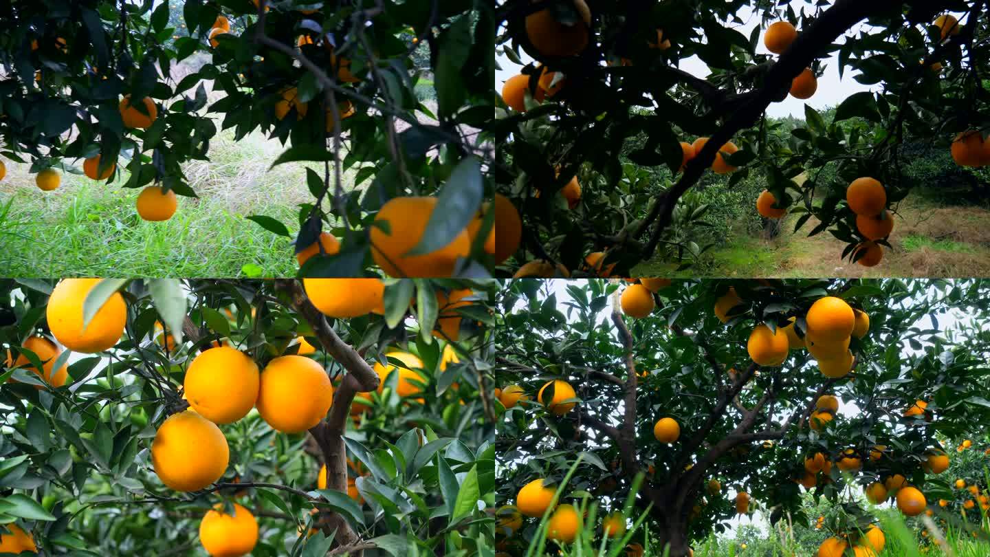 果园脐橙实拍8