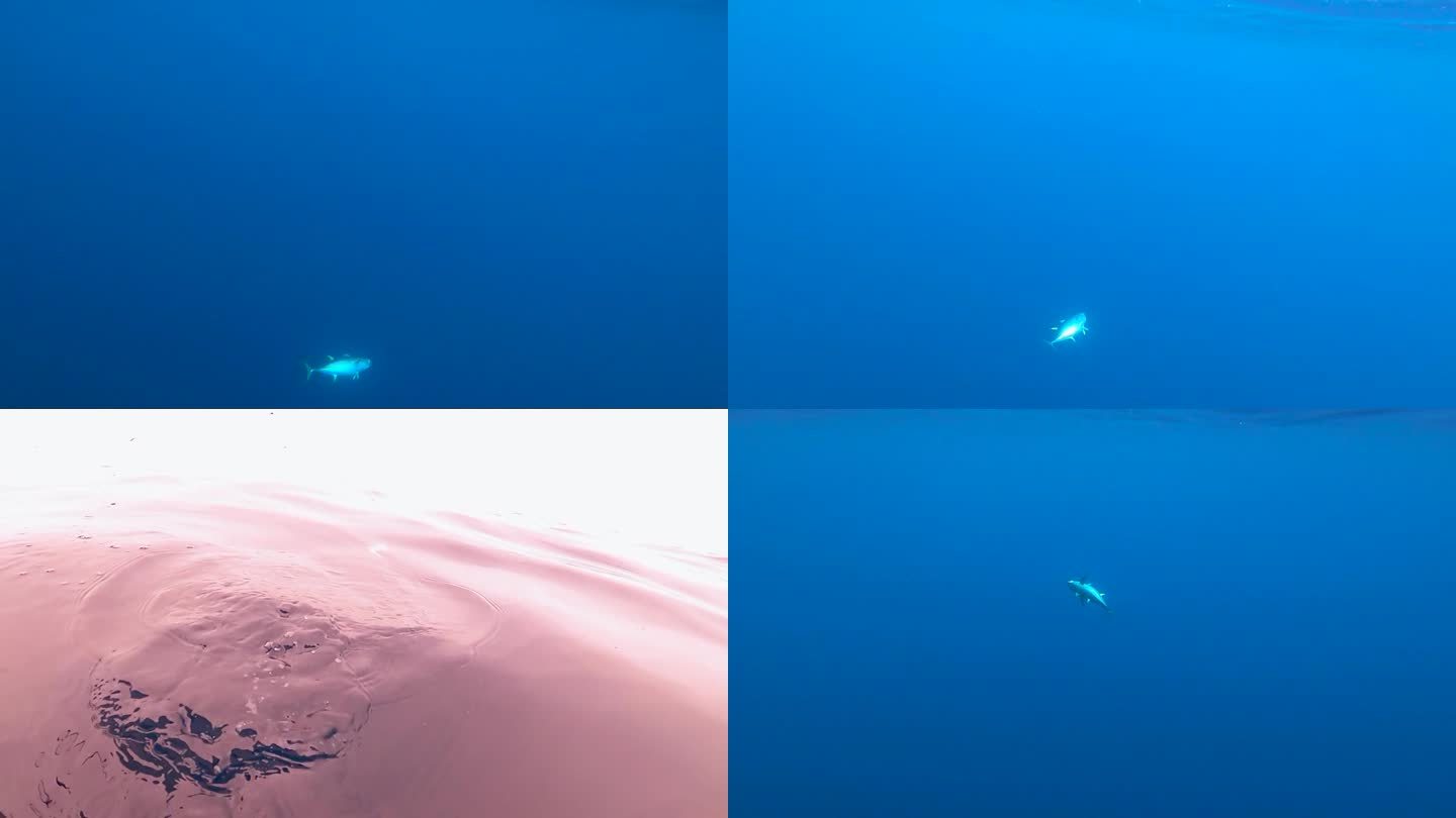 金枪鱼在深水中的轮廓