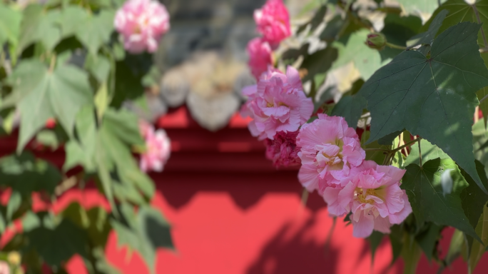 绝美芙蓉花 古香古色 成都市花 成都特色