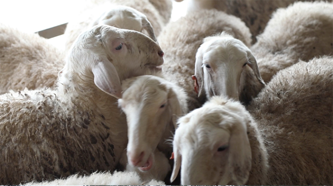 赶绵羊出栏 羊群出圈 羊群 绵羊