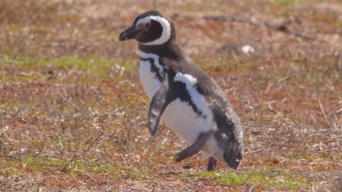 一条腿受伤的麦哲伦企鹅痛苦地一瘸一拐地走在干燥的草地岸边，然后停下来休息